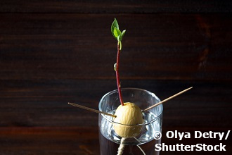 Avocado. Foto: Adobestock/Shutterstock/olga detry26